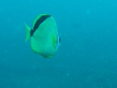 Johnrandallia nigrirostris