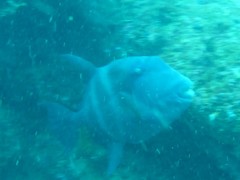 Pseudobalistes naufragium