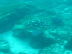 Epinephelus labriformis