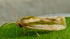 Earias vittella