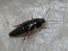Tachinus rufipes