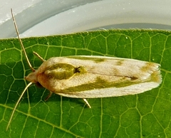 Earias vittella