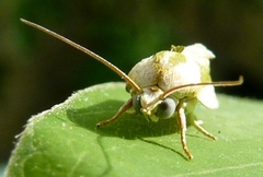 Earias vittella