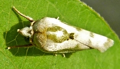 Earias vittella