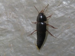 Tachinus rufipes