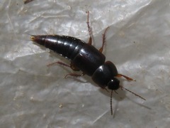 Tachinus rufipes