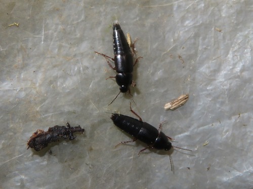 Tachinus rufipes, Leidschendam, Nederland, photo 5 of 10