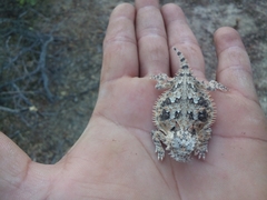 Phrynosoma coronatum