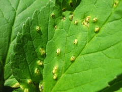Puccinia aegopodii