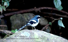 Enicurus schistaceus