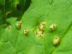 Puccinia aegopodii