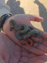 Diadophis punctatus regalis