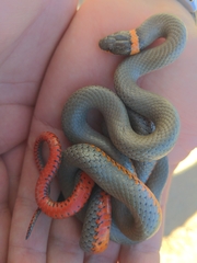 Diadophis punctatus regalis