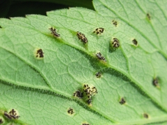 Puccinia aegopodii