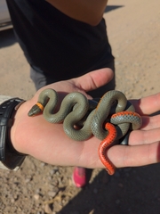 Diadophis punctatus regalis