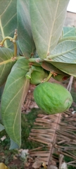 Angiospermae
