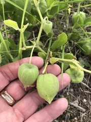 Physalis cinerascens spathulifolia