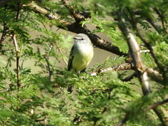 Serpophaga griseicapilla