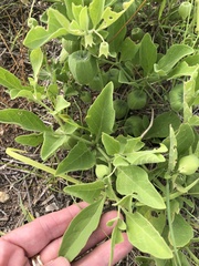 Physalis cinerascens spathulifolia