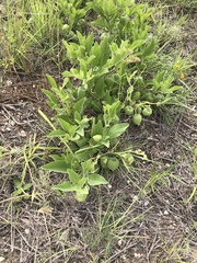 Physalis cinerascens spathulifolia