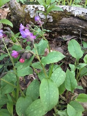 Pulmonaria obscura