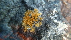 Flavoplaca marina