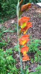 Gladiolus dalenii