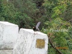 Urocissa flavirostris