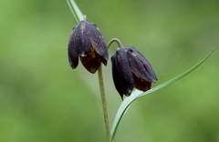 Fritillaria montana