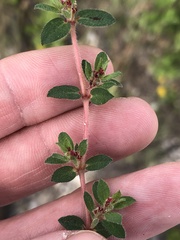 Euphorbia velleriflora