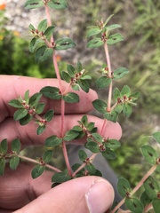 Euphorbia velleriflora