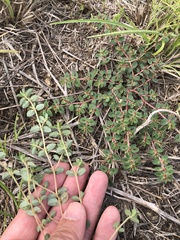 Euphorbia velleriflora