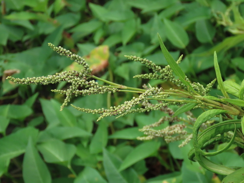 Persicaria barbata iNat (2)