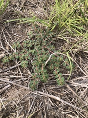 Euphorbia velleriflora