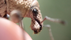 Geonemus flabellipes