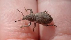 Geonemus flabellipes