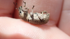 Geonemus flabellipes