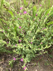 Centaurium japonicum