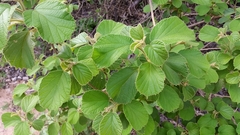 Cordia pilosissima