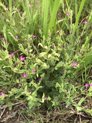 Centaurium japonicum