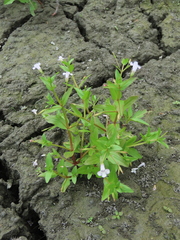 Lindernia dubia anagallidea