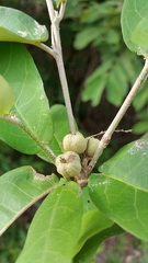Croton menyharthii