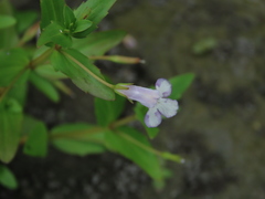 Lindernia dubia anagallidea