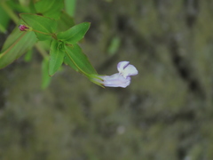 Lindernia dubia anagallidea