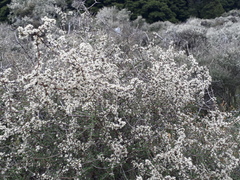Olearia virgata