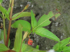 Lindernia dubia anagallidea