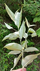 Croton menyharthii