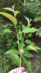 Croton menyharthii