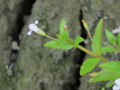 Lindernia dubia anagallidea