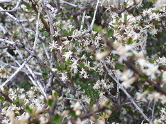 Olearia virgata